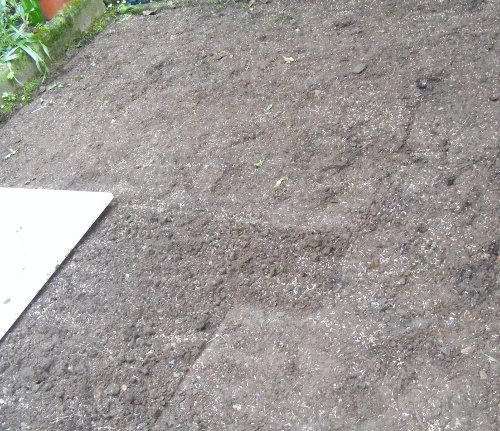Rasen neu anlegen im Mini-Garten | jK's Pflanzenblog